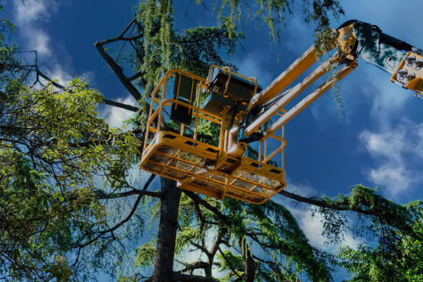 Best Pest Control for Lawns  in Osprey, FL