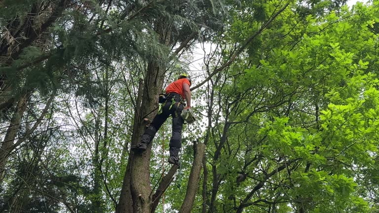 Osprey, FL Tree Removal Company